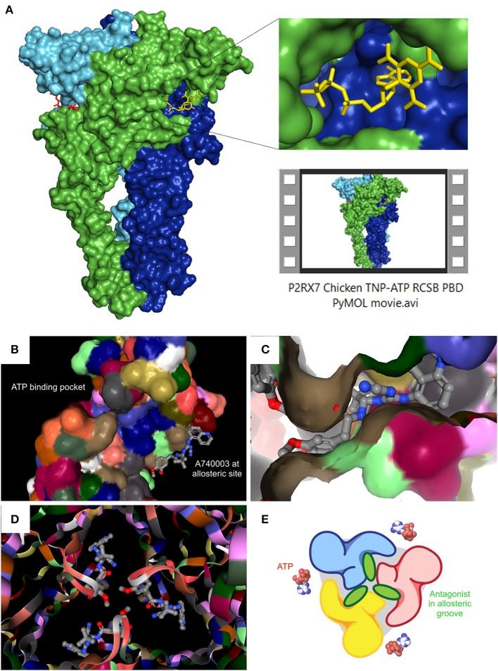 Recent P2RX7 structural developments: the ATP binding pocket and the allosteric groove.